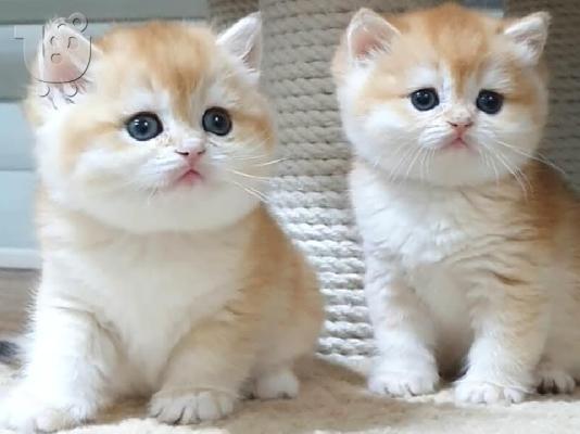 British Shorthair Kittens Ready To Go